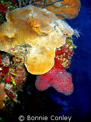 Photo taken July 2008 at Grand Cayman with a Canon SD550. by Bonnie Conley 